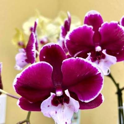 Phalaenopsis Orchid Seminar - November 13, 2021