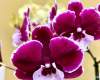 Phalaenopsis Orchid Seminar - November 13, 2021