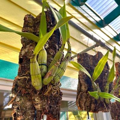 Orchid Mounting Seminar - July 10, 2021
