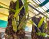 Orchid Mounting Seminar - July 10, 2021