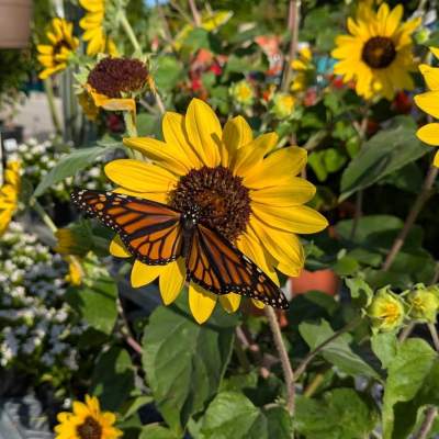 Butterfly Gardening Seminar - May 8, 2021
