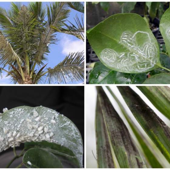 Spiraling Whitefly