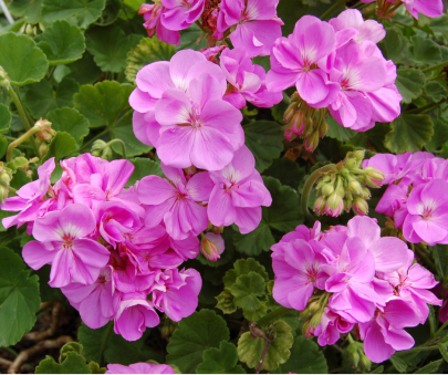 Geraniums