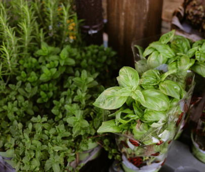 Herbs