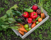 Vegetable Gardening Seminar - October 9th, 2021