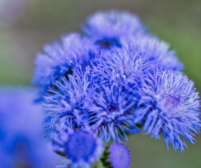 ageratum