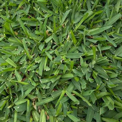cobalt-sod-closeup