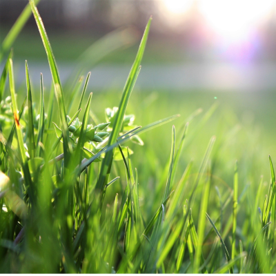  The Dos and Don'ts of Landscaping