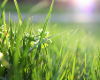  The Dos and Don'ts of Landscaping
