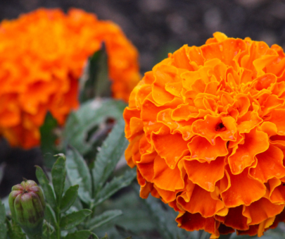 marigolds