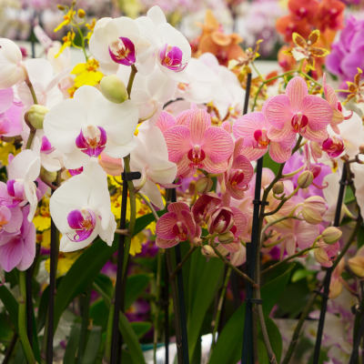 Orchids