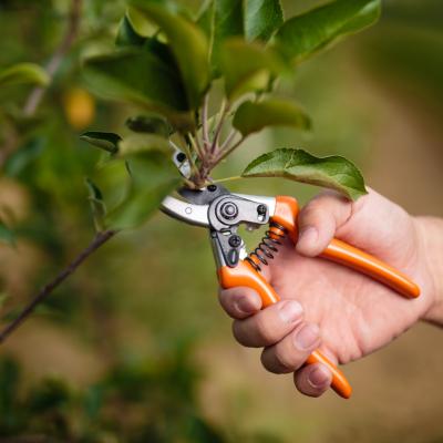 Pruning & Trimming
