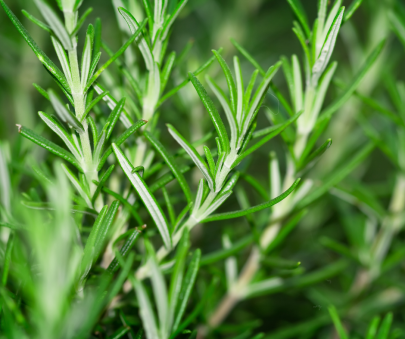 rosemary