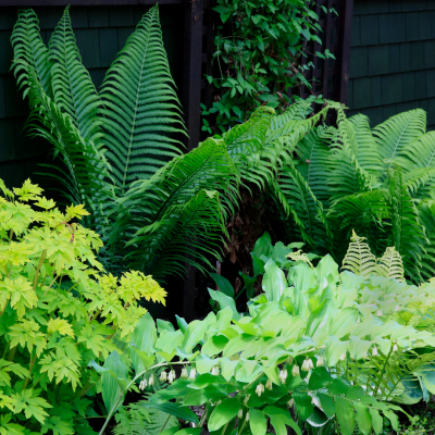 Shade Gardening